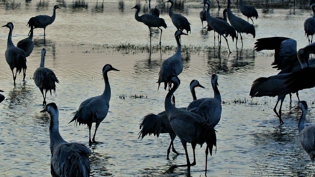 Kraniche auf dem Land
