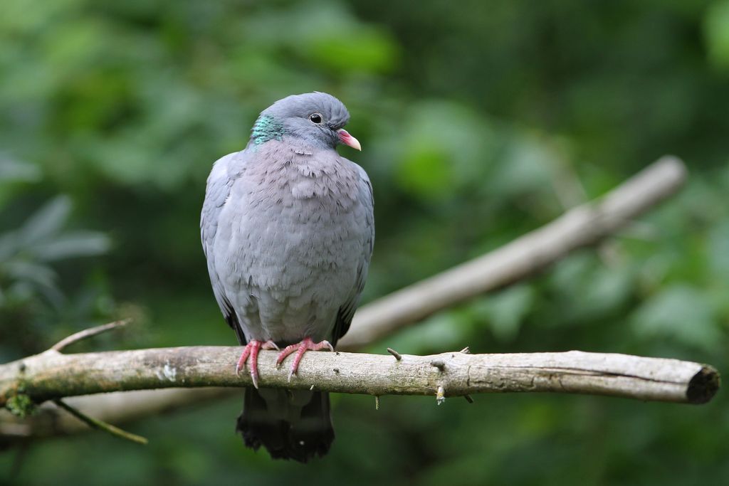 Hohltaube Deutschland Christoph Moning