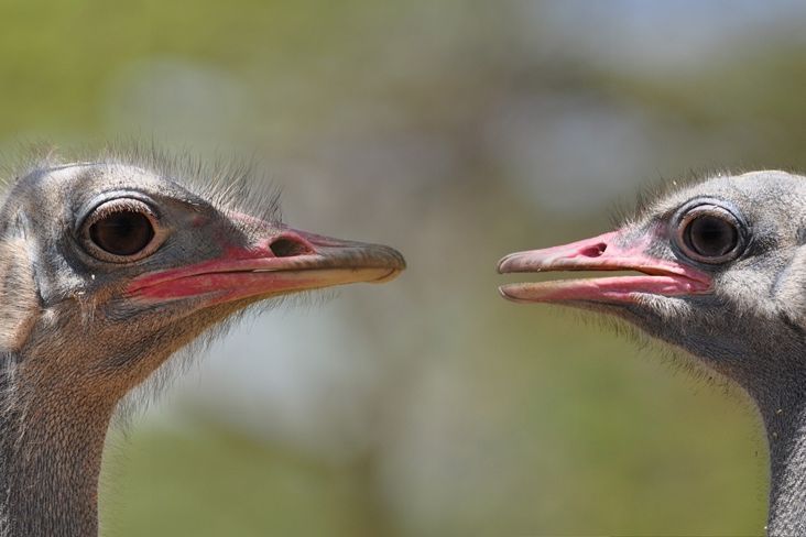Afrikanischer Strauß