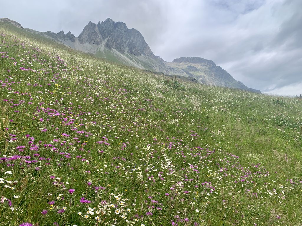 Blumenwiese_Maloja A.Kofler