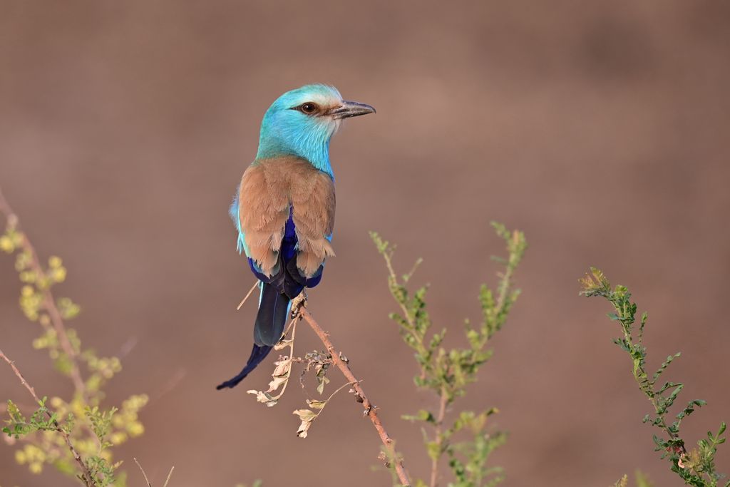 Senegalracke Uganda Volker Sthamer