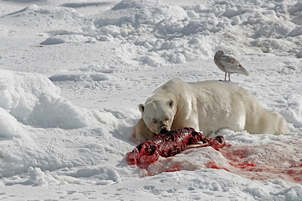 Eisbär Spitzbergen Oceanwide Expeditions