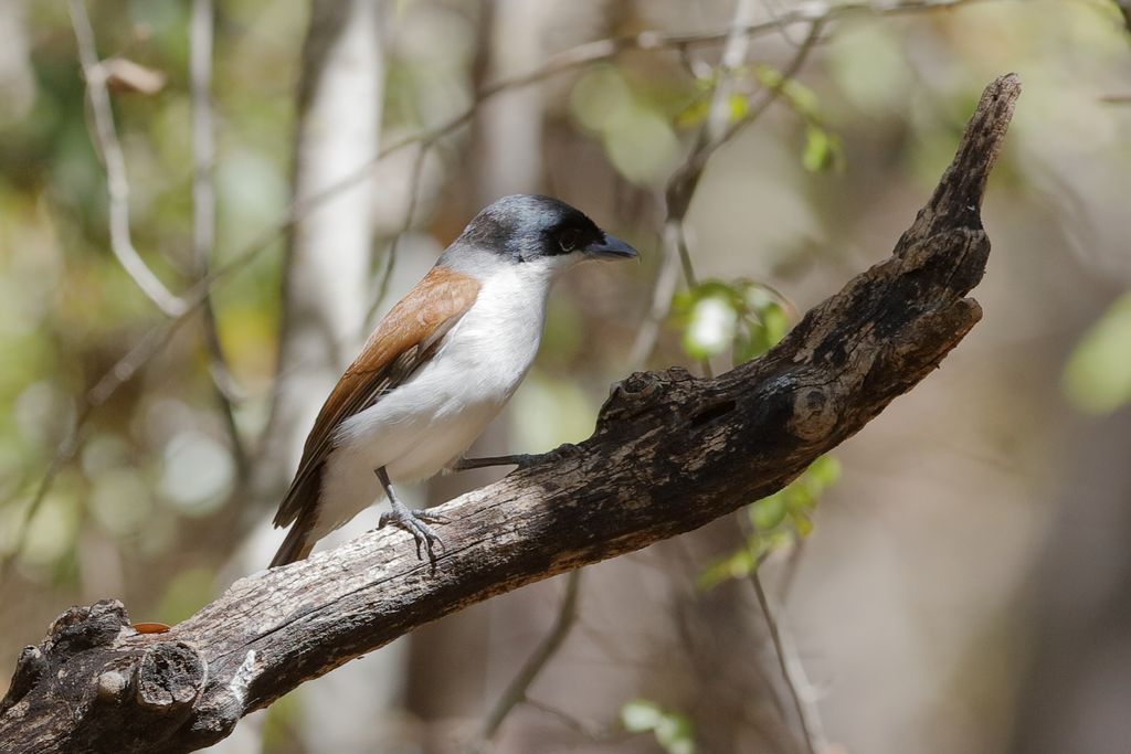 Rotvanga Madagaskar H. Teichmann