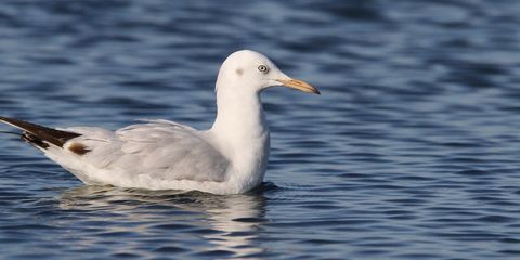 Dünnschnabelmöwe in Israel auf dem Wasser
