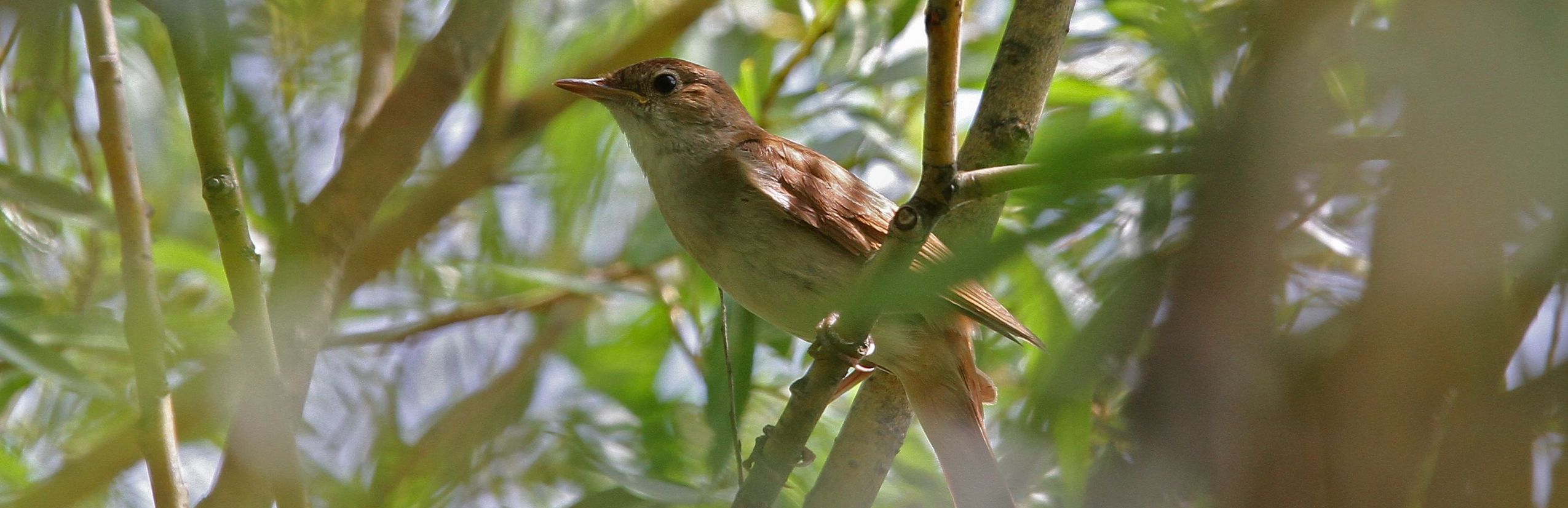 Vogelstimmen erkennen