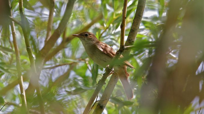 Vogelstimmen erkennen