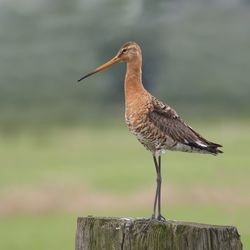 Uferschnepfe Niederlande Gerlinde Taurer