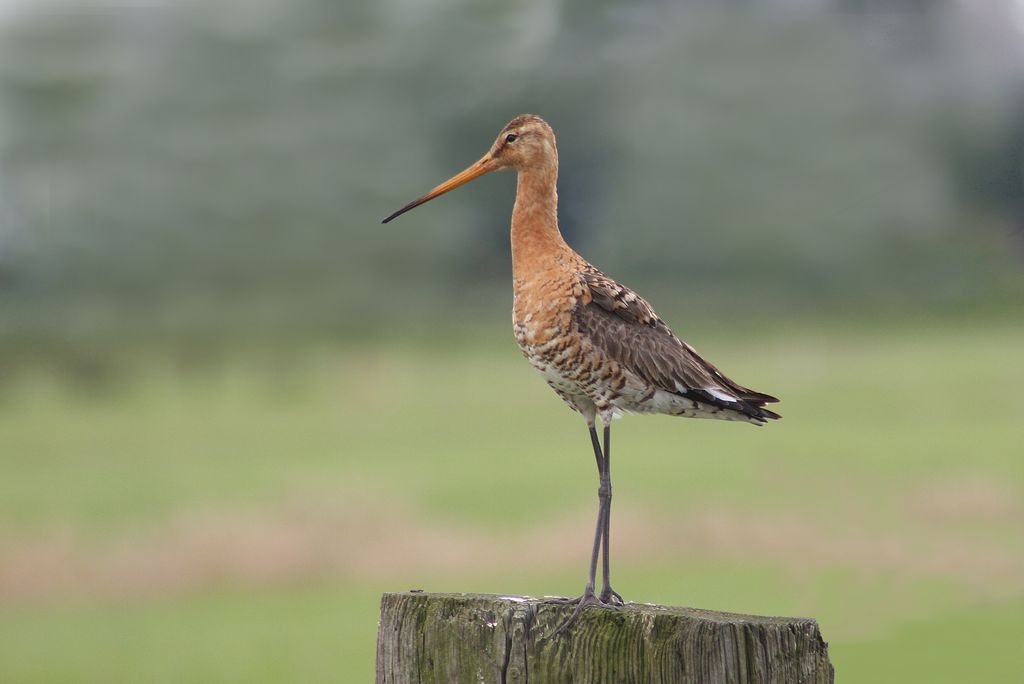 Uferschnepfe Niederlande Gerlinde Taurer