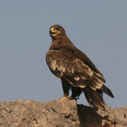 Steppenadler Oman Christoph Moning