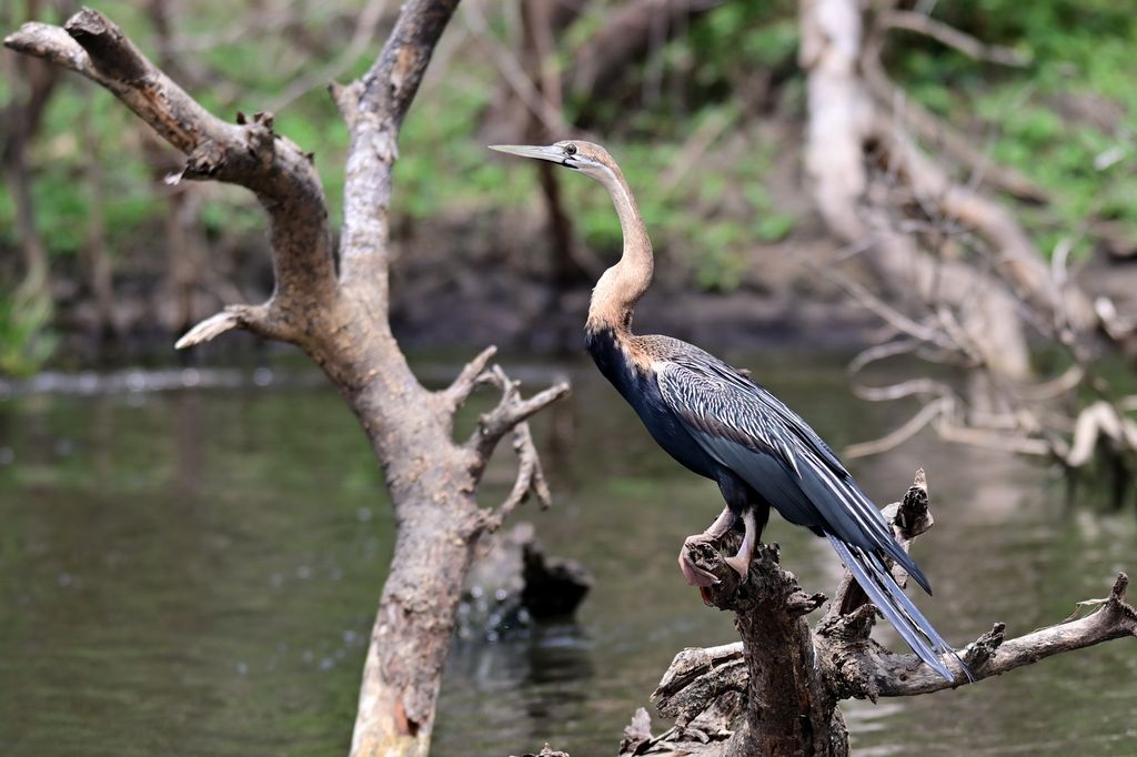 Schlangenhalsvogel Uganda Volker Sthamer