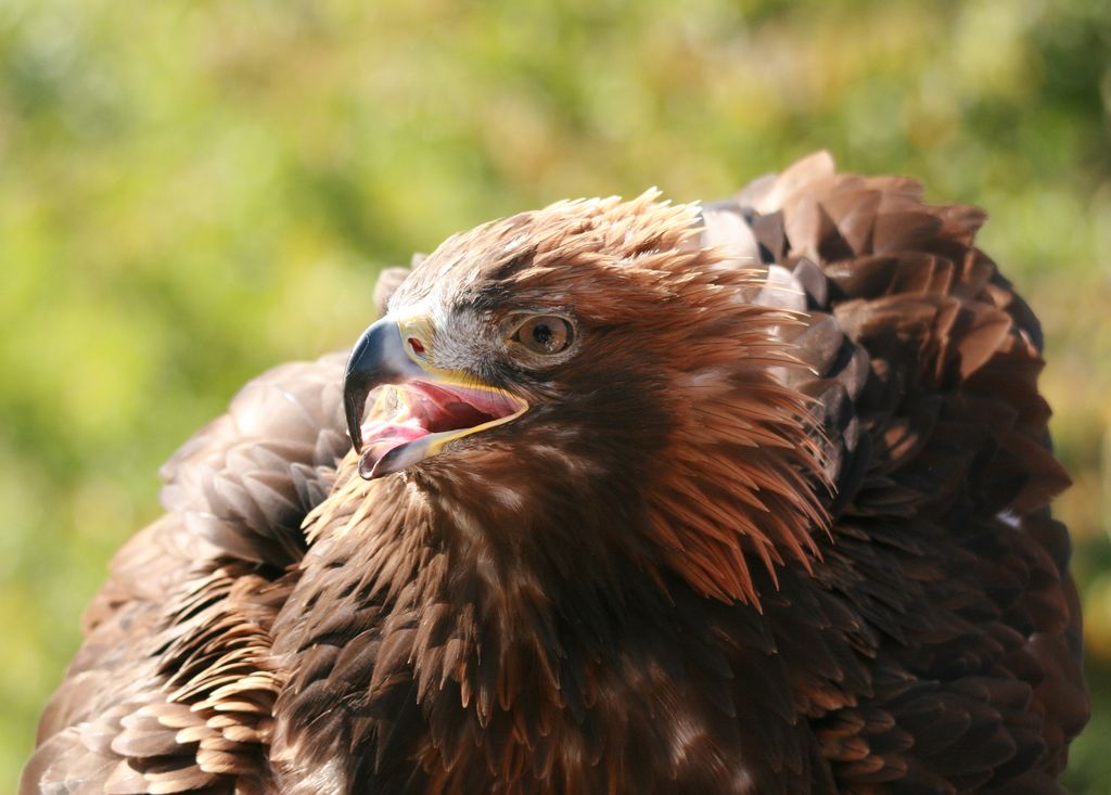 Steinadler Deutschland Christoph Moning