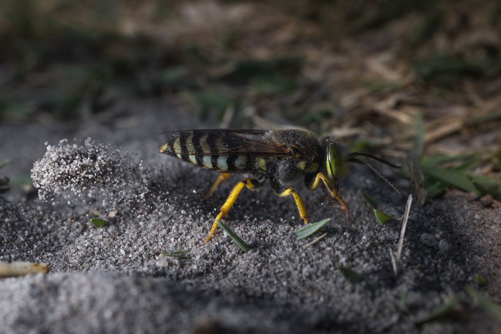 Kreiselwespe (A. Mekinulov)