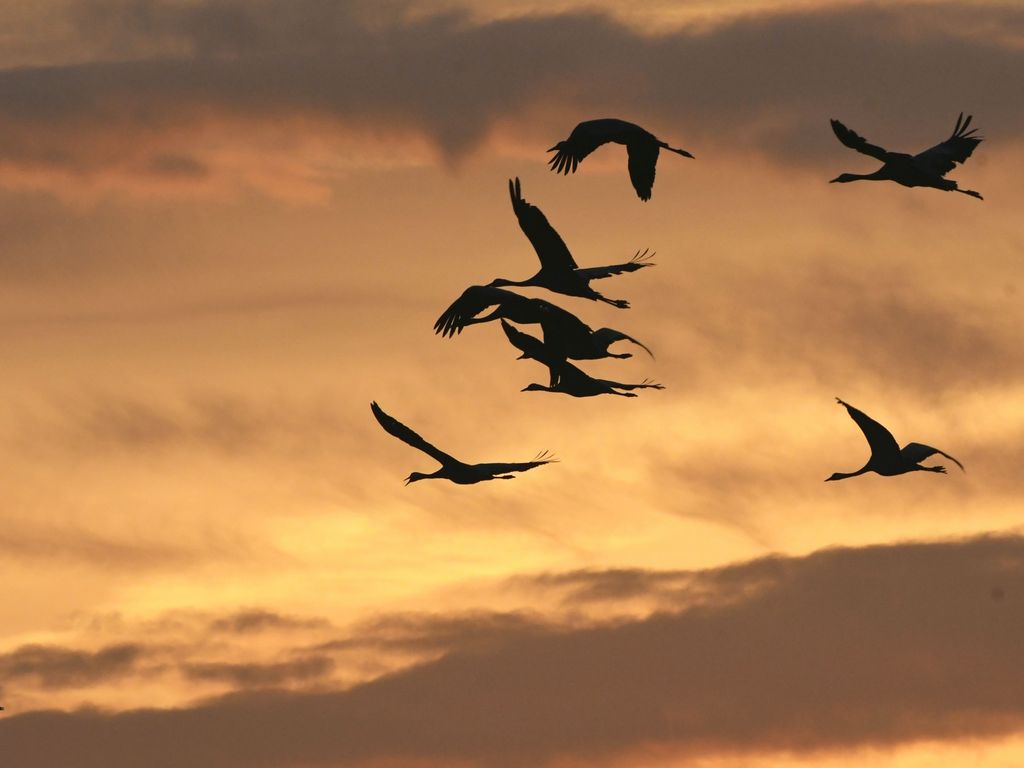 Kraniche zu Sonnenuntergang am Himmel fliegend