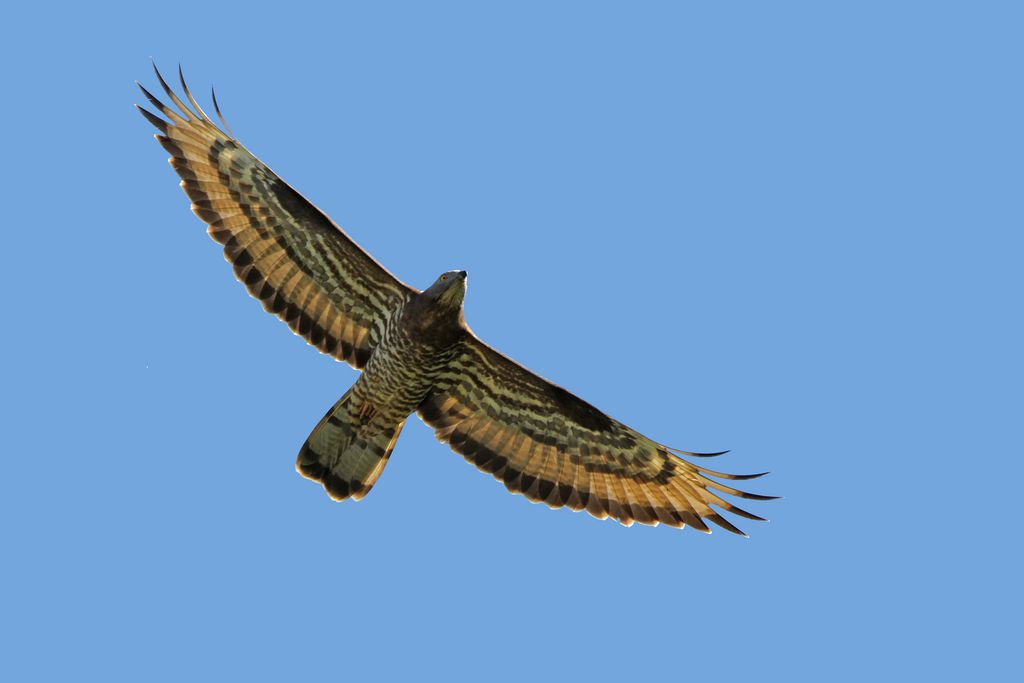 Wespenbussard (C. Moning)