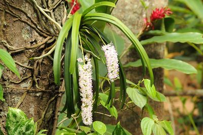 Pflanze im Regenwald in Sri Lanka