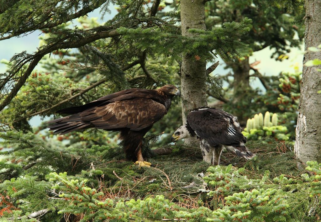 Steinadler Slowakei Vlado Trulik