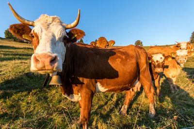 Rind auf Weide im Schwarzwald