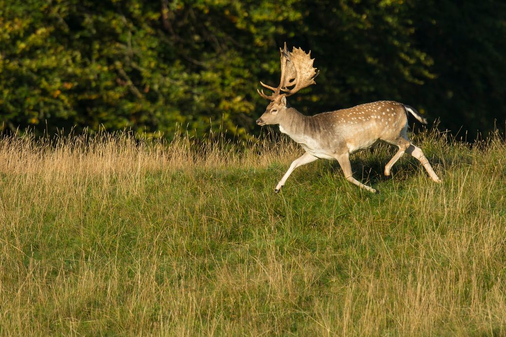 Wild auf Rügen (W. Rolfes)