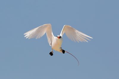 Rotschwanz-Tropikvogel Madagaskar