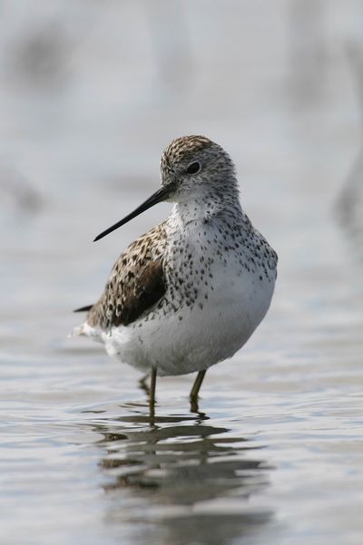 2016-August-Rumaenien-Teichwasserlaeufer-Carsten-Brinckmeier.jpg