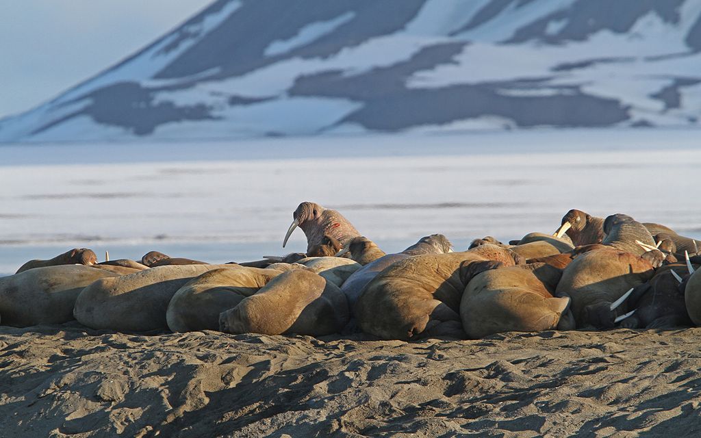 Walross Spitzbergen Svalbard Christoph Moning