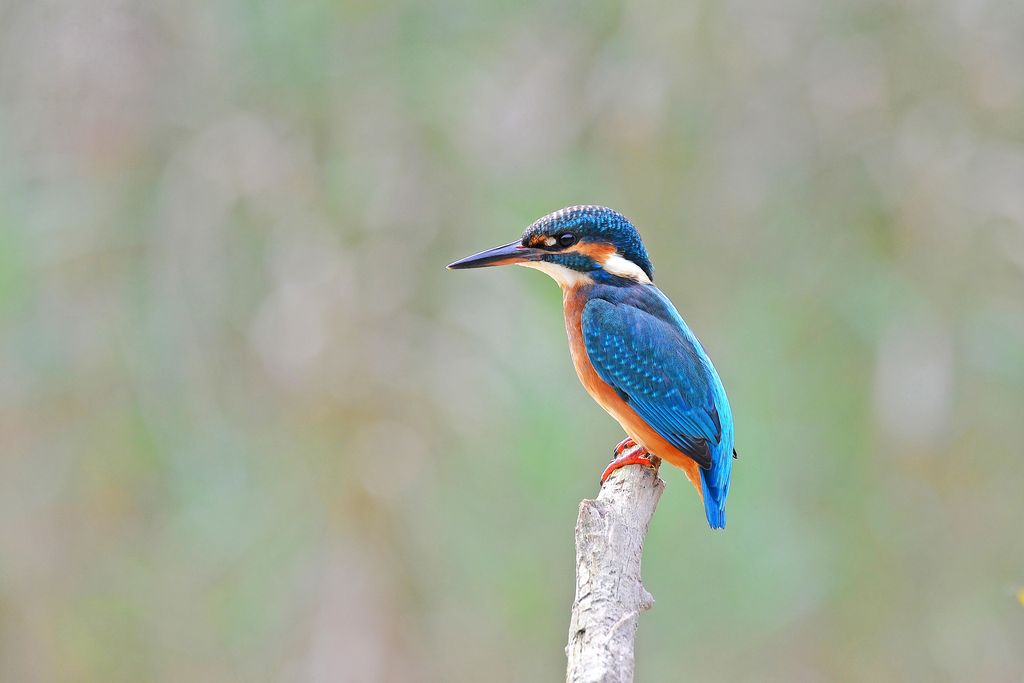 Eisvogel Deutschland Volker Sthamer