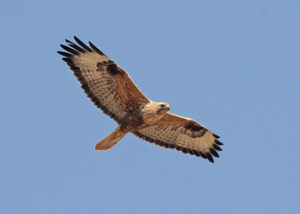 Adlerbussard Oman Christoph Moning