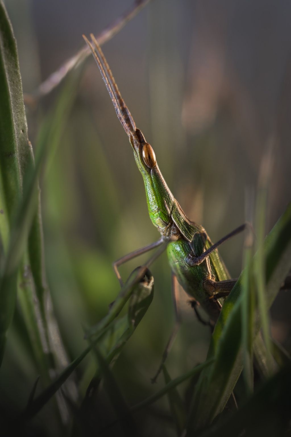 Nasenschrecke (A. Mekinulov)