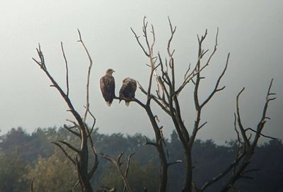 Seeadler_ThomasGriehson-Pflieger