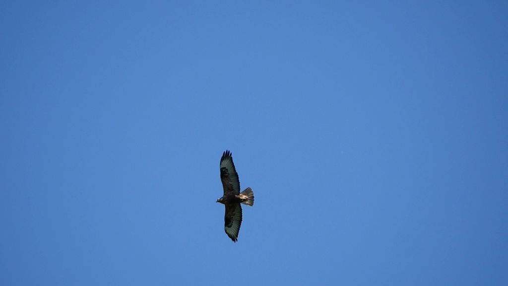 Adlerbussard, Bulgarien, Mai 2018, Thomas Griesohn-Pflieger