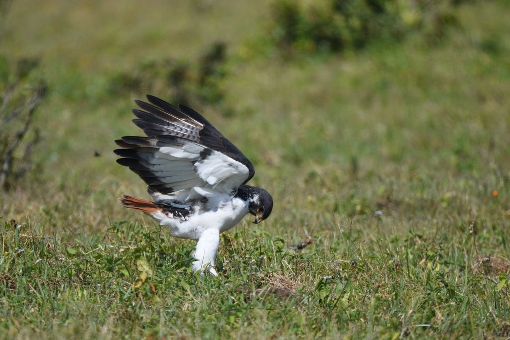 Augurbussard