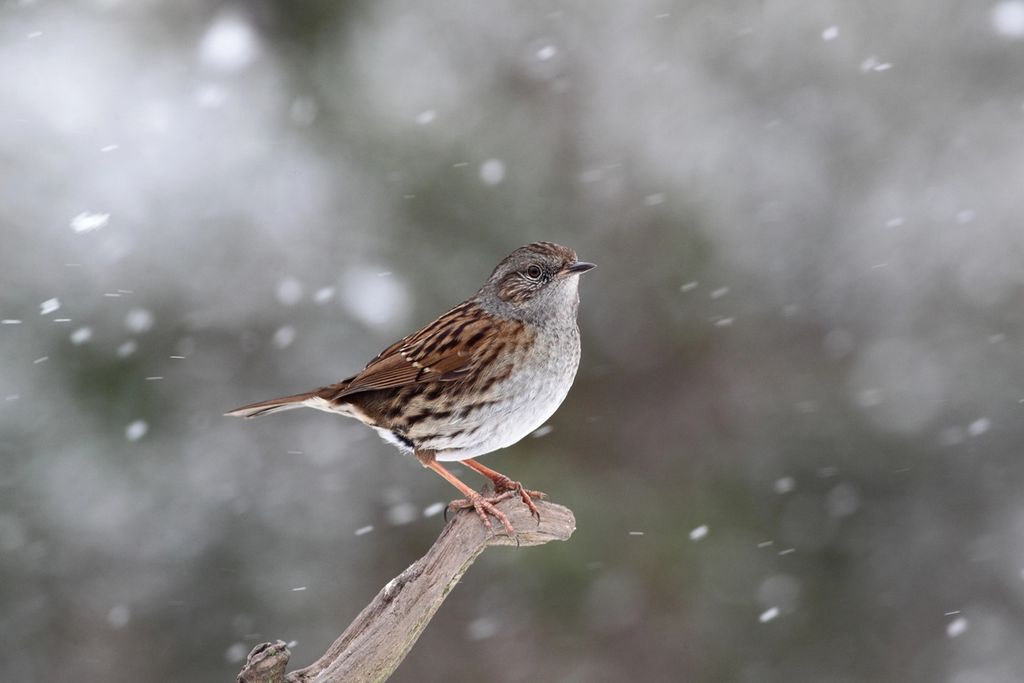 Heckenbraunelle auf einem Ast im Winter bei Schnee