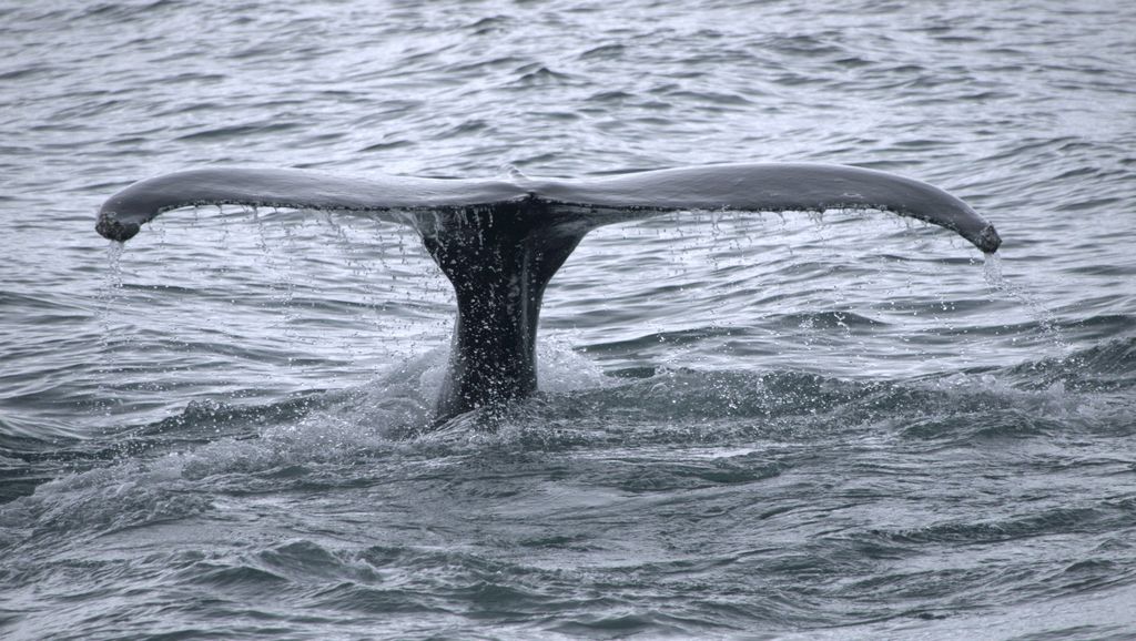 Spitzbergen Buckelwal Thomas Griesohn-Pflieger