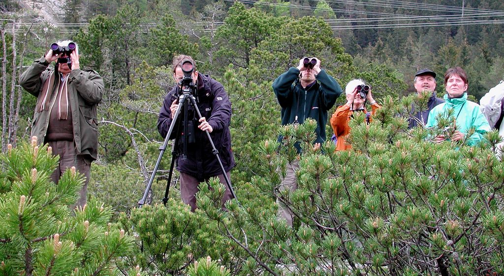 Vogelstimmen erkennen