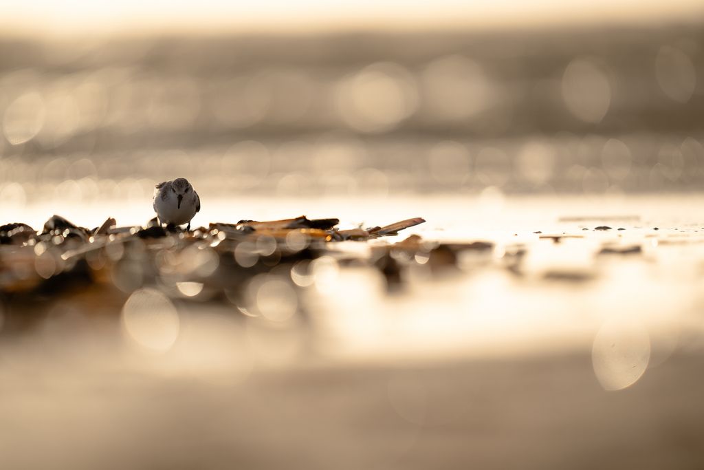 Sanderling (D. Stenitzer)