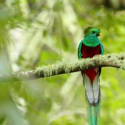 Quetzal Costa Rica Jonathan Serrano