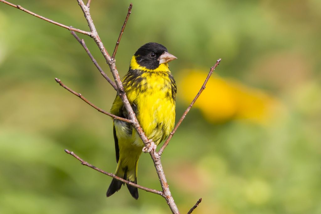 Annamgruenfink Vietnam John Barkla Vietnam Birding