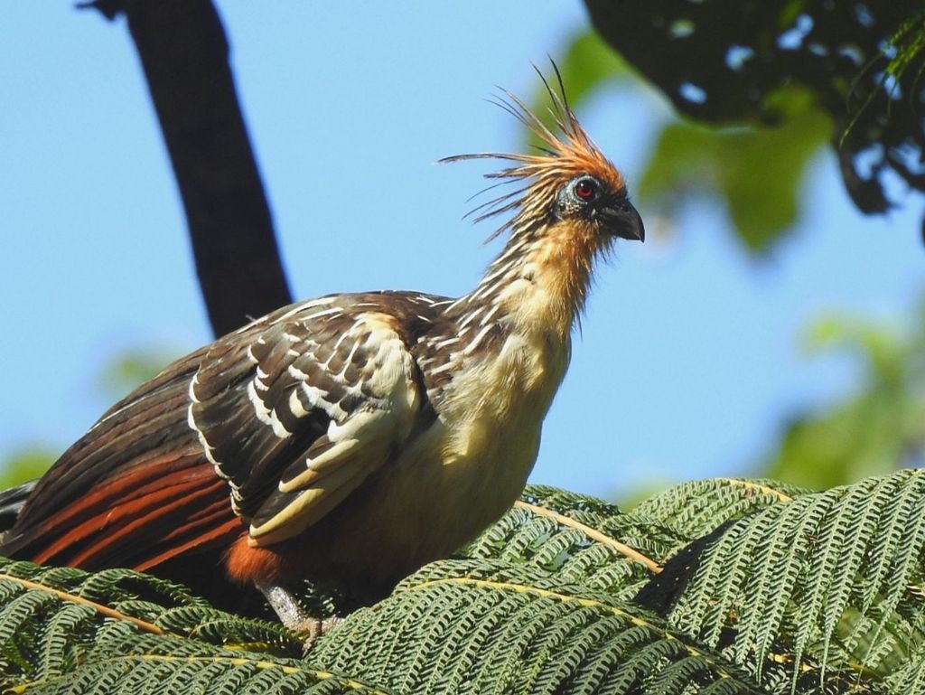 Hoatzin (G. Rojas)