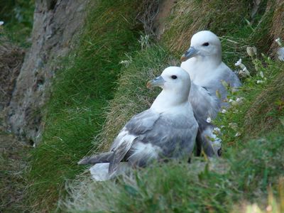 2016-Juni-Grossbritannien-Eissturmvogel-Micha-Neumann.jpg