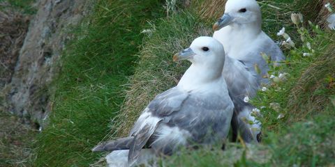2016-Juni-Grossbritannien-Eissturmvogel-Micha-Neumann.jpg