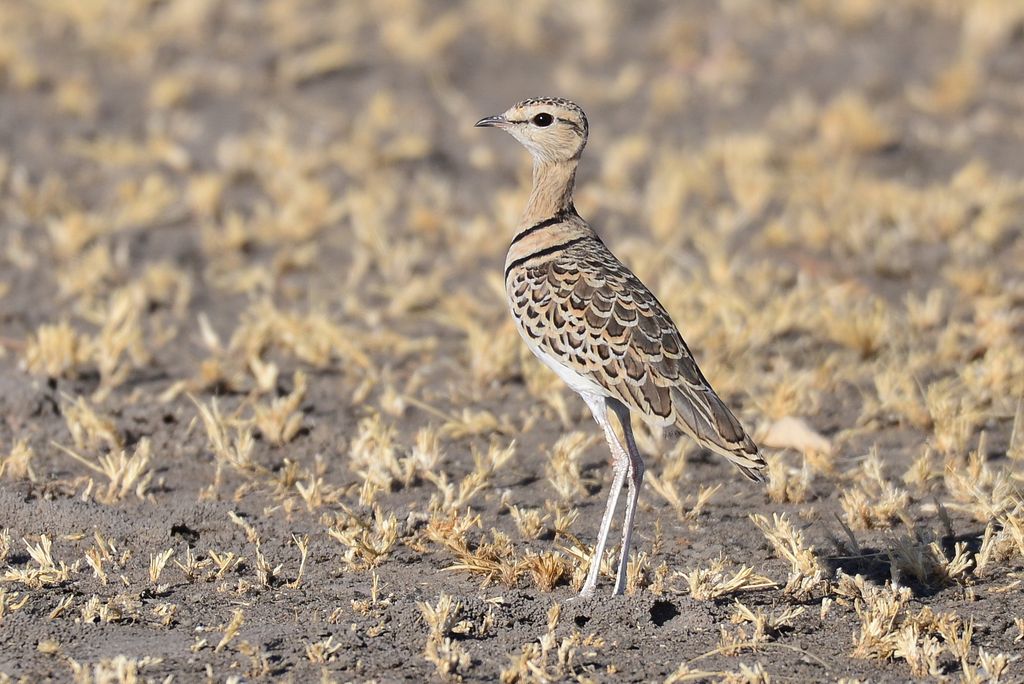 Rennvogel in tansania