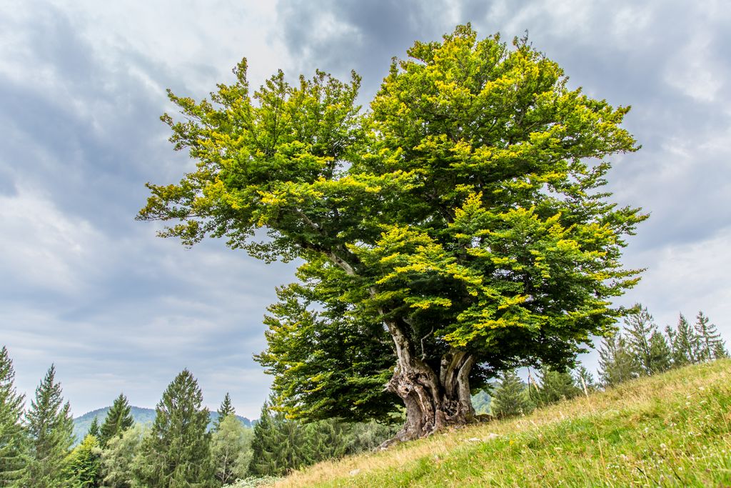 Baum im Schwarzwald