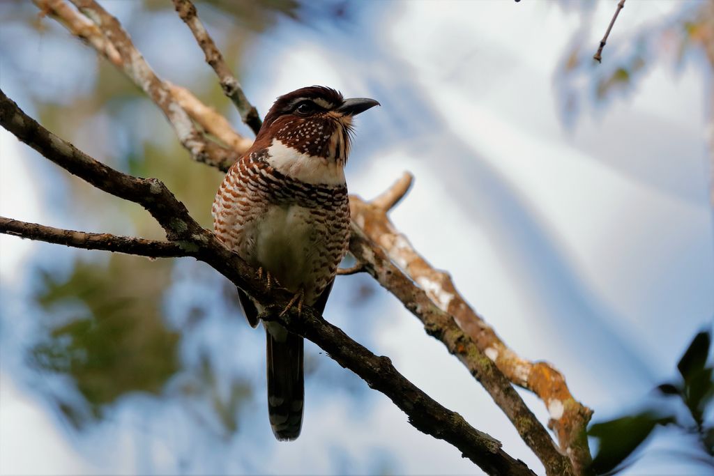 Bindenerdracke Madagaskar H. Teichmann