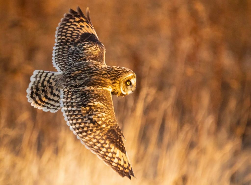 Eule fliegt über ein abendlich beleuchtes Feld