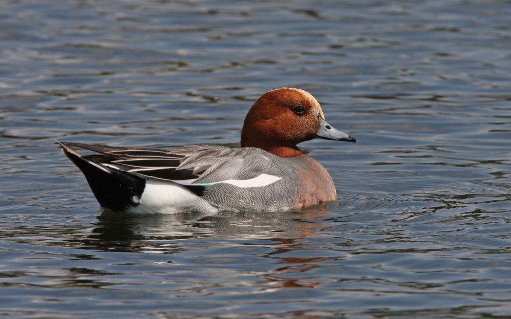 Pfeifente Deutschland Christoph Moning