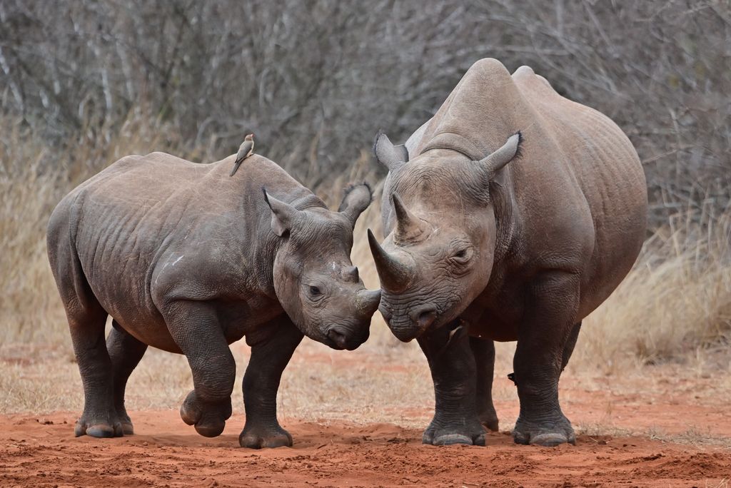 Spitzmaulnashorn Tansania Volker Sthamer