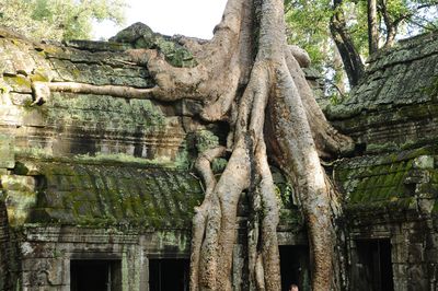 Baum mit Tempel verwachsen in Kambodscha (Krishna Karki)