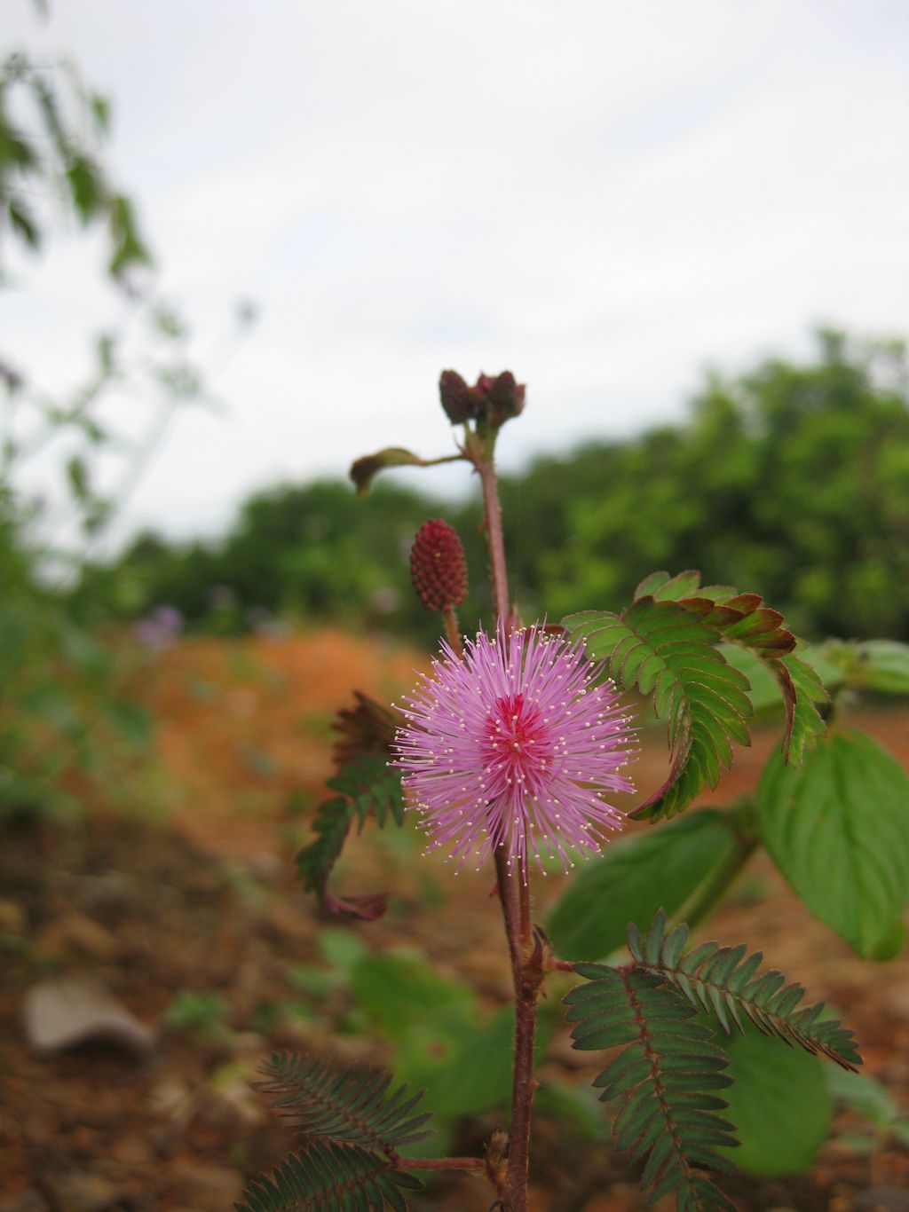 Blume in Kambodscha (Diana S.)