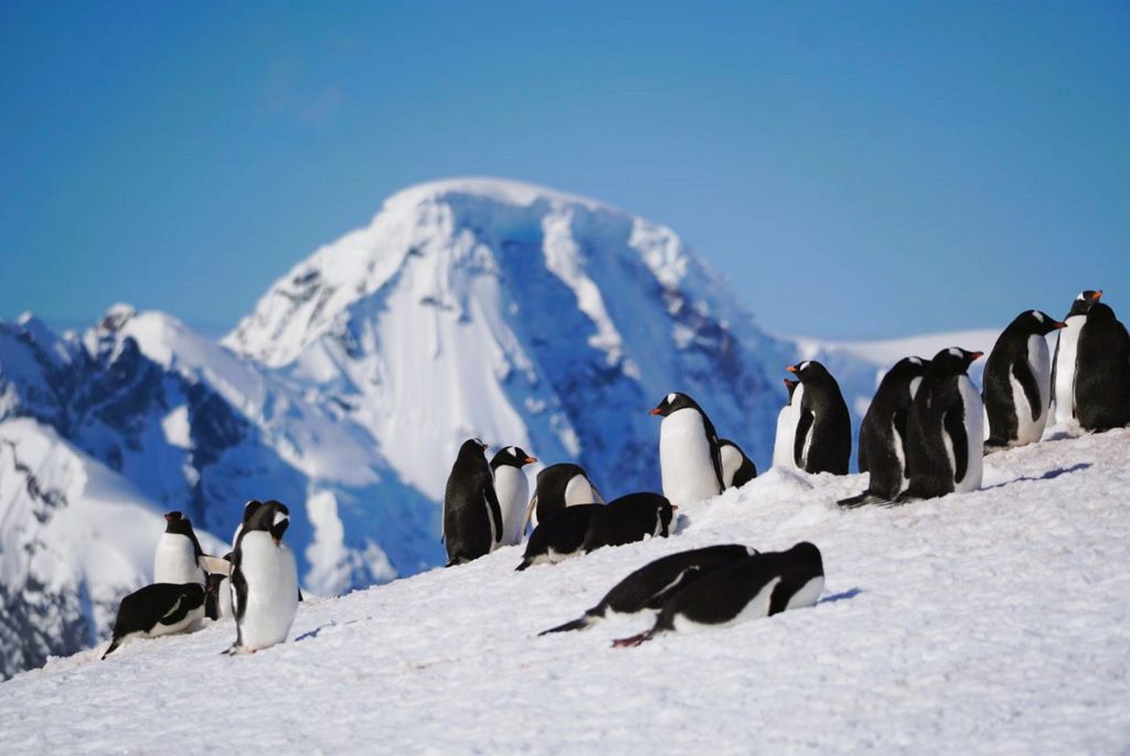 Eselspinguin Antarktis Elisa Stoll