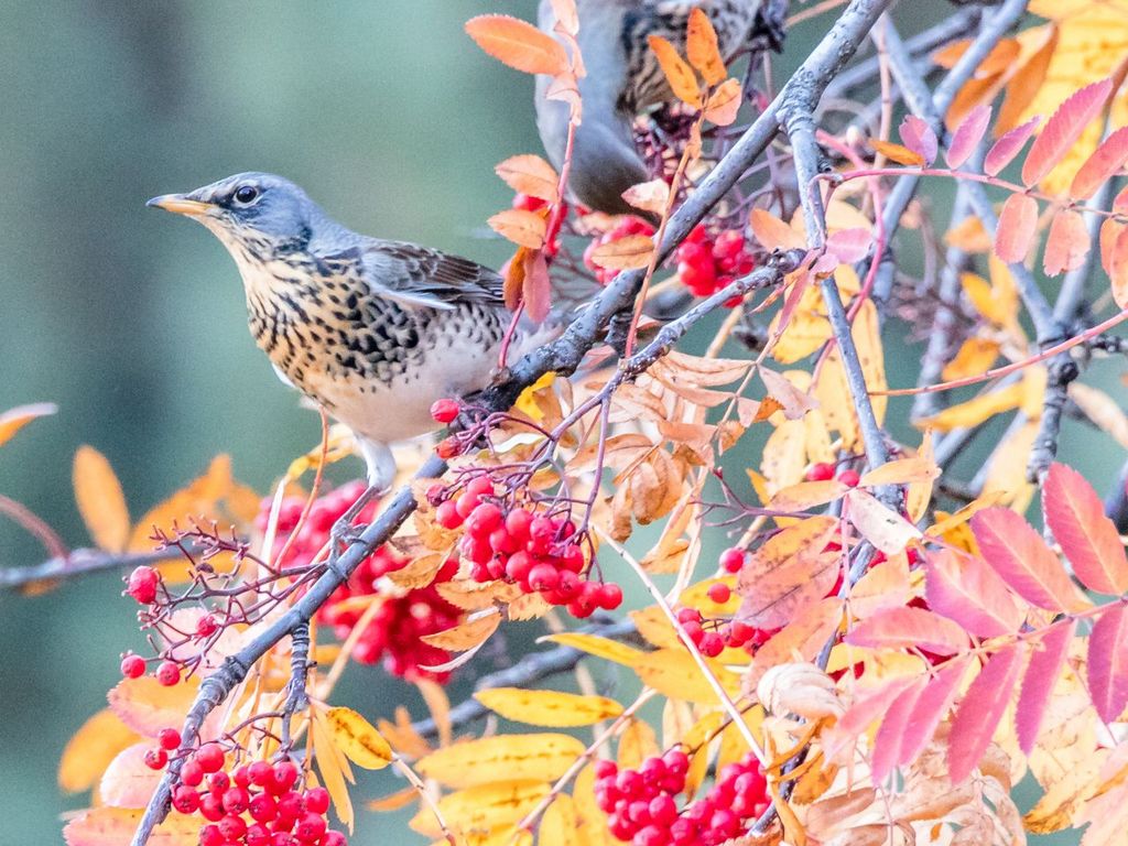 Wacholderdrossel im Herbst